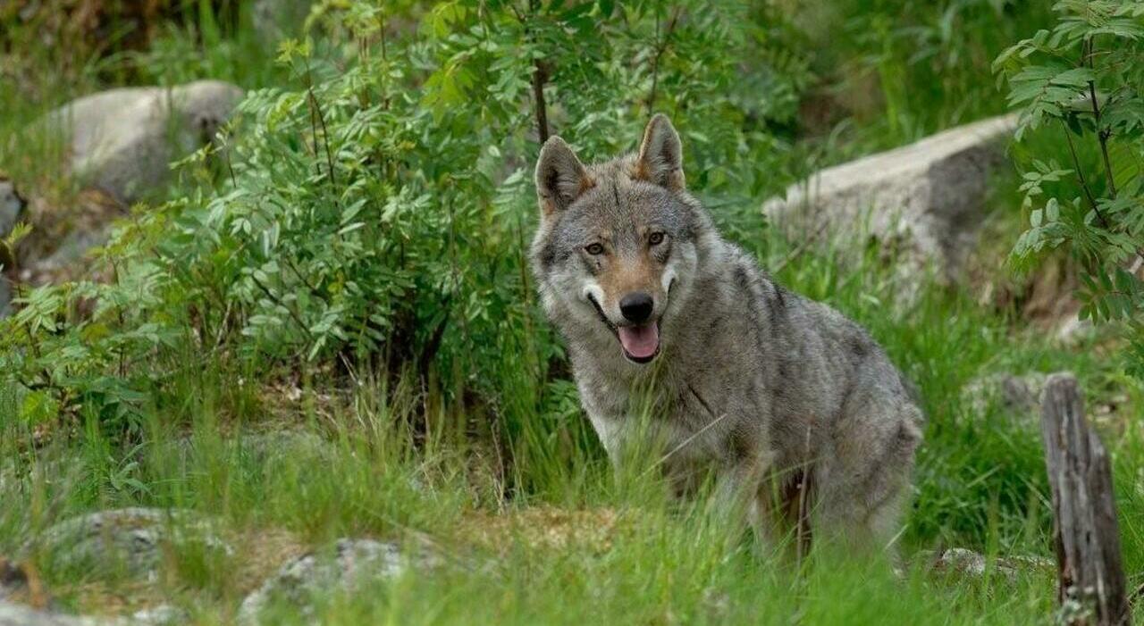 Lupo predatore in aumento, 17 pecore uccise a Cansiglio: allevatori in crisi