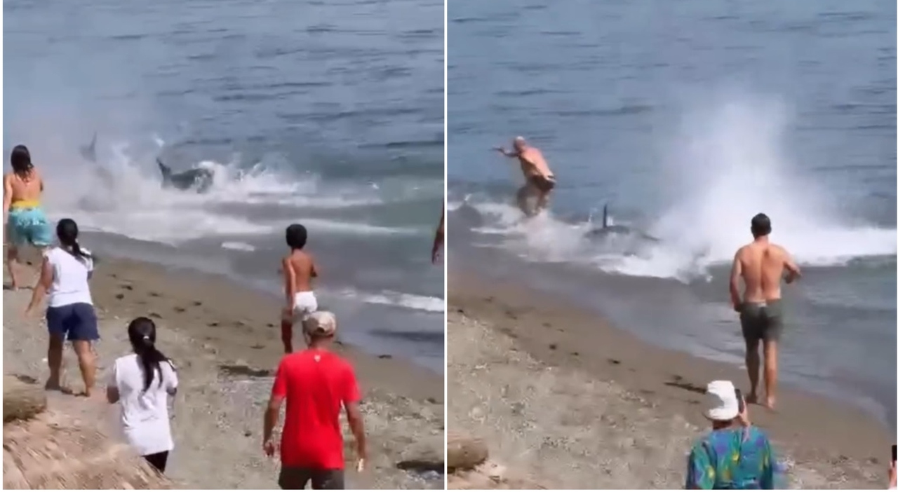 https://statics.cedscdn.it/photos/MED_HIGH/2026/08/19/9714597_19105629_pinna_squalo_marbella.jpg
