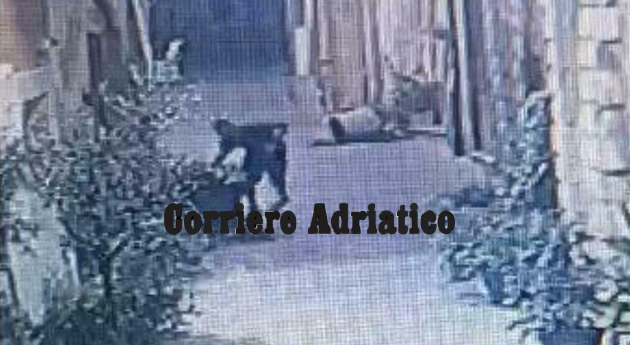 calci e pugni alle piante di via degli orefici ad ancona ripreso il grande idiota che ha vandalizzato la strada dei commercianti da Corriereadriatico.it calci e pugni alle piante di via degli orefici ad ancona ripreso il grande idiota che ha vandalizzato la strada dei commercianti