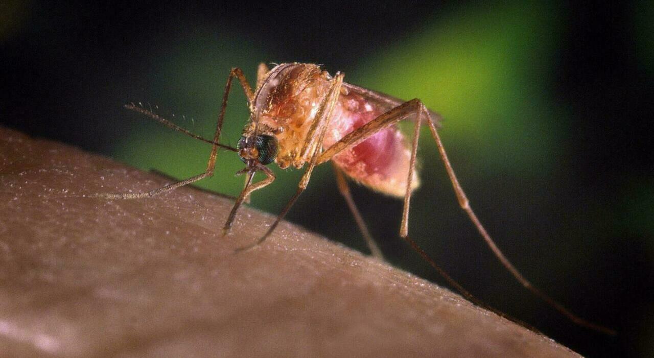 https://statics.cedscdn.it/photos/MED_HIGH/2026/08/19/9714761_19140035_8995400_04103831_west_nile.jpg