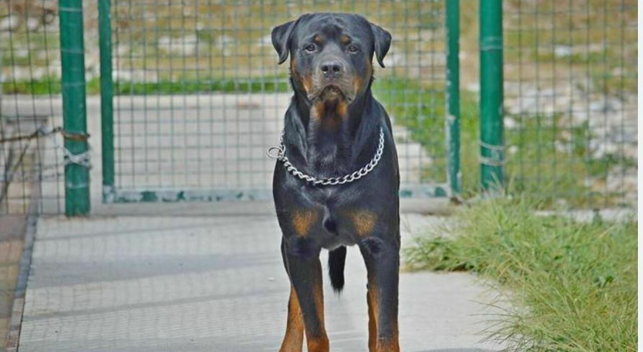 choc nel salento azzannato da due rottweiler ucciso un 72enne da Quotidianodipuglia.it choc nel salento azzannato da due rottweiler ucciso un 72enne