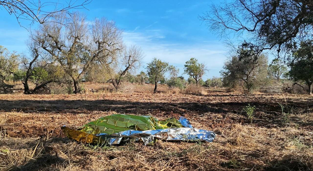 choc nel salento azzannato da due rottweiler ucciso un 72enne individuati i cani e il proprietario da Quotidianodipuglia.it choc nel salento azzannato da due rottweiler ucciso un 72enne individuati i cani e il proprietario