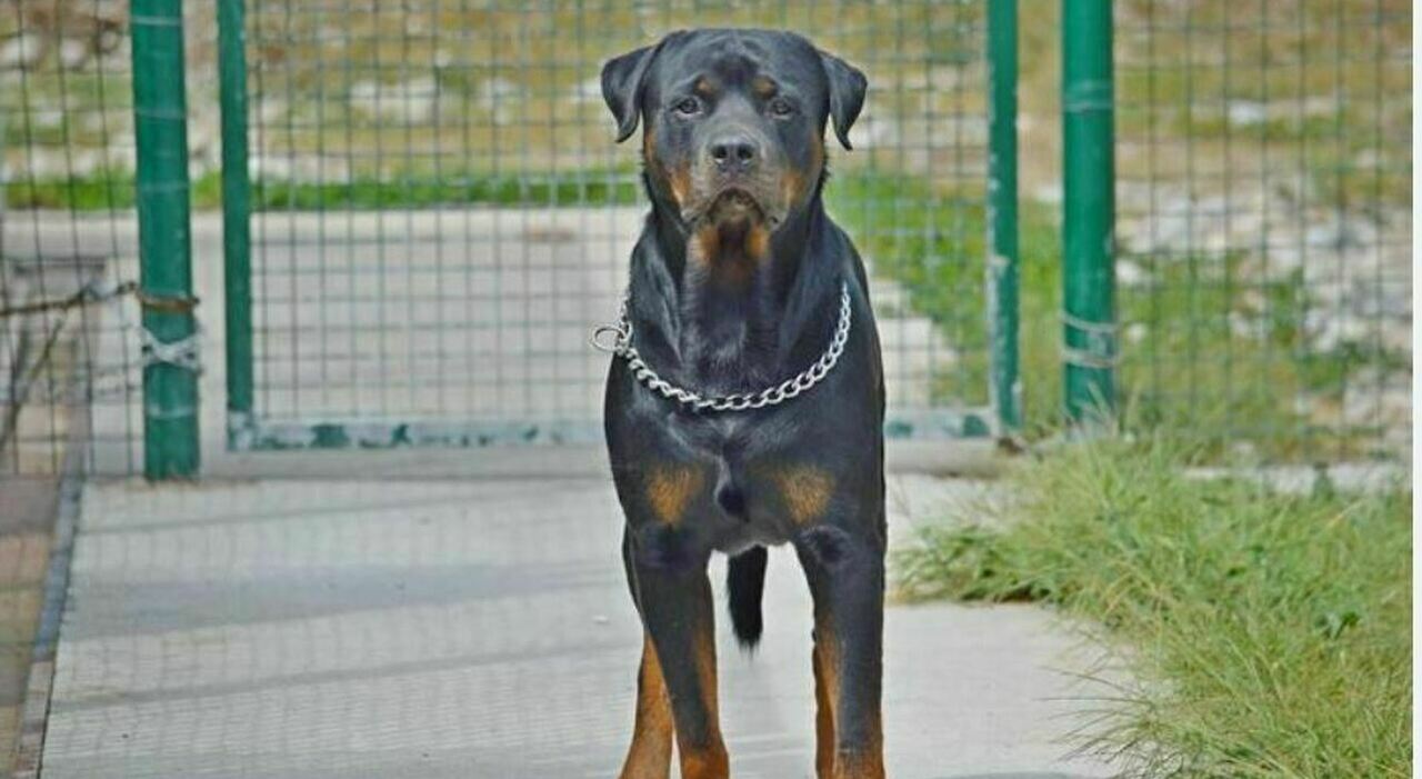 https://statics.cedscdn.it/photos/MED_HIGH/2026/08/19/9714899_19165815_giuseppe_pampo_ucciso_rottweiler_salento_oggi.jpg