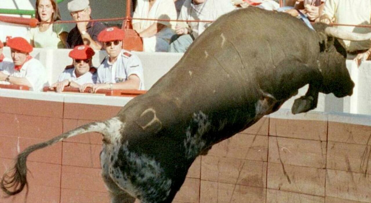 https://statics.cedscdn.it/photos/MED_HIGH/2026/08/22/9719736_22093626_toro_uccide_allevatore.jpg