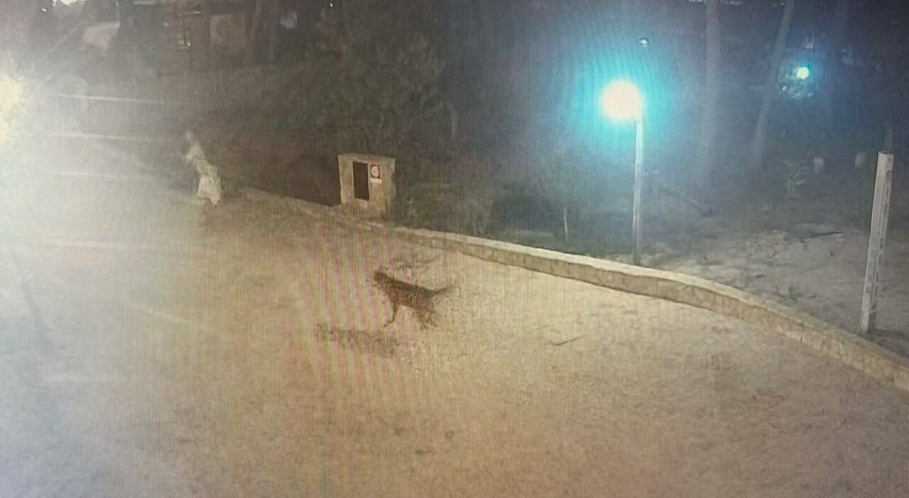 turiste aggredite a gallipoli da un lupo migliorano madre e figlia siero arrivato da fuori regione da Quotidianodipuglia.it turiste aggredite a gallipoli da un lupo migliorano madre e figlia siero arrivato da fuori regione