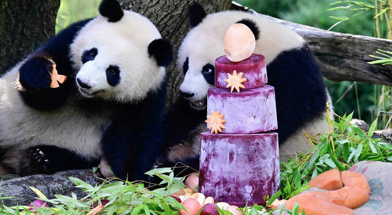 https://statics.cedscdn.it/photos/MED_HIGH/2026/08/22/9720208_22191904_gemelle_panda_leni_lotti_compleanno_zoo_berlino_video.jpg