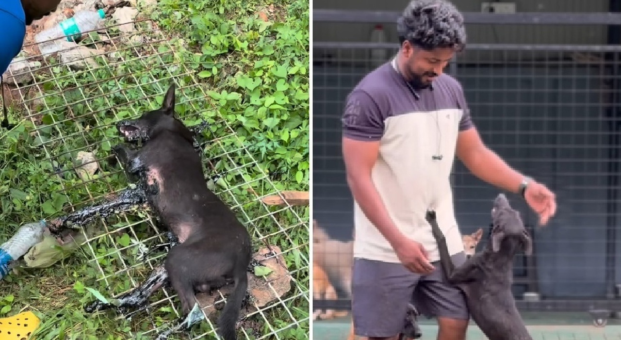 https://statics.cedscdn.it/photos/MED_HIGH/2026/08/23/9721788_23193149_cane_catrame_video_salvataggio.jpg