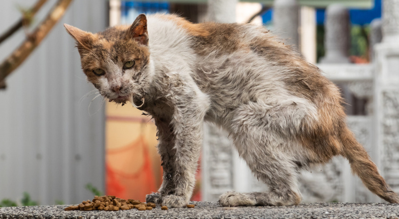 gatti annegati folgorati e mutilati la banda filmava le sevizie sui mici per rivendere i filmati online quattro giovani indagati cos236 li adescavano da Ilgazzettino.it gatti annegati folgorati e mutilati la banda filmava le sevizie sui mici per rivendere i filmati online quattro giovani indagati cos236 li adescavano