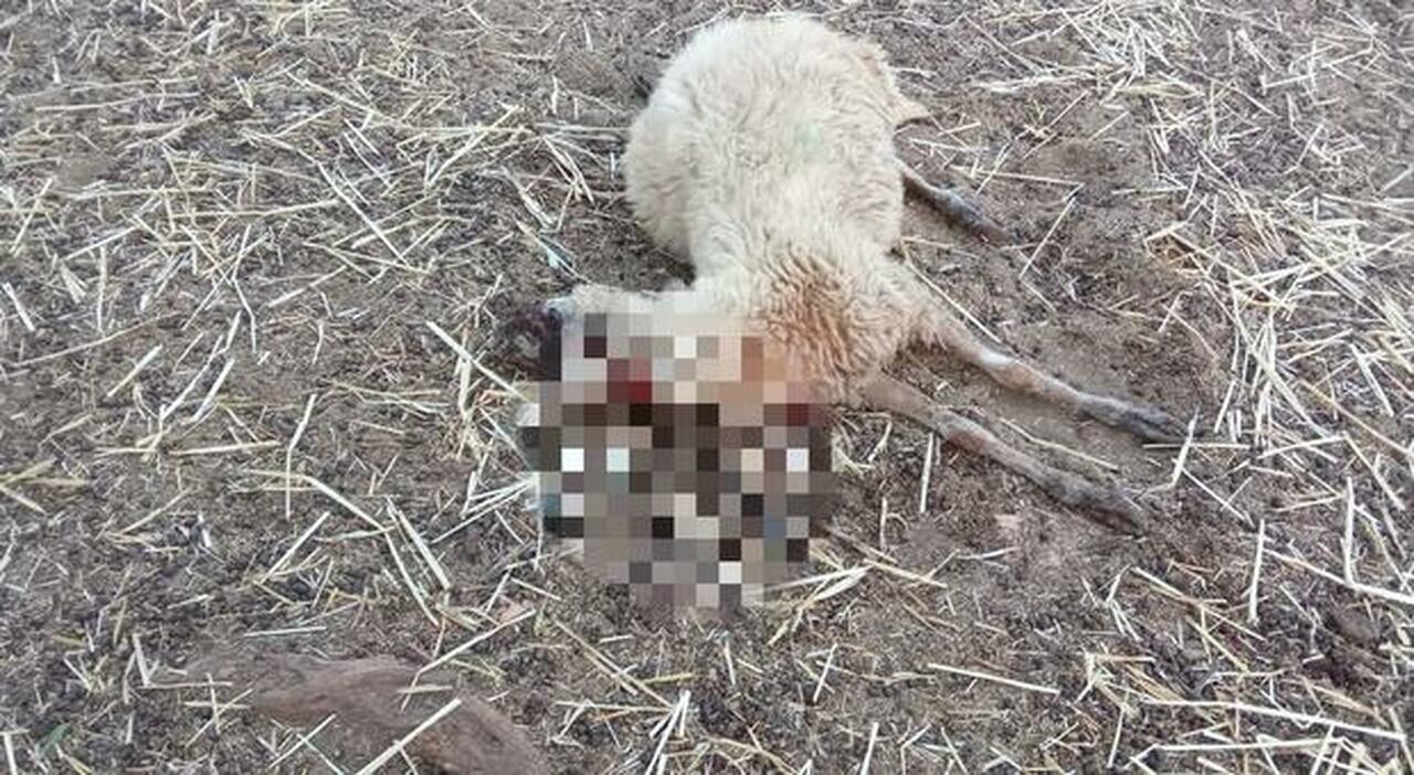 un branco di lupi nella stalla attacco al gregge pecore uccise da Quotidianodipuglia.it un branco di lupi nella stalla attacco al gregge pecore uccise