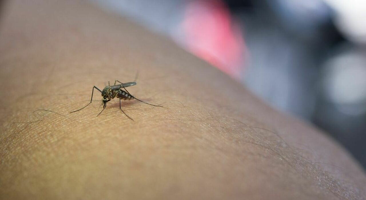 https://statics.cedscdn.it/photos/MED_HIGH/2026/08/25/9724585_25083427_virus_zanzare_west_nile_sintomi_morta_qualiano_pozzuolo_umbro.jpg