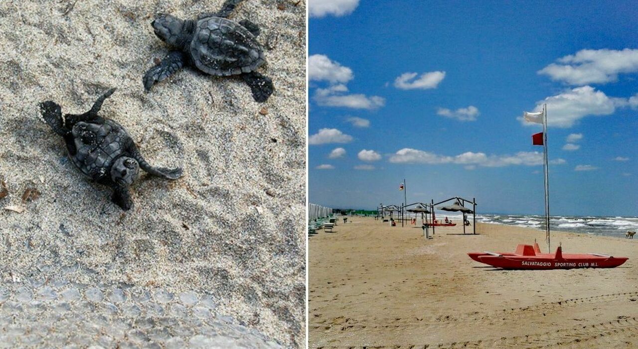 https://statics.cedscdn.it/photos/MED_HIGH/2026/08/25/9724925_25152621_bagnanti_morsi_tartarughe_puglia_marina_di_lesina.jpg