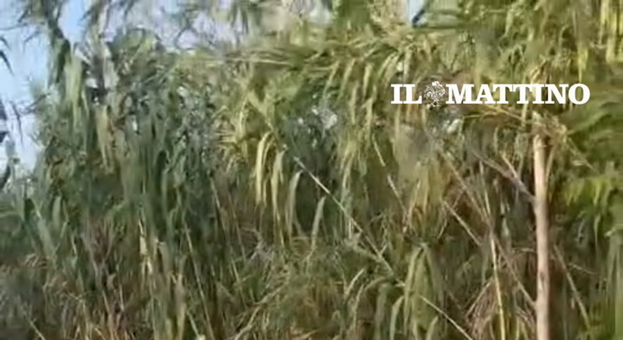 https://statics.cedscdn.it/photos/MED_HIGH/2026/08/25/9724982_poster.jpg