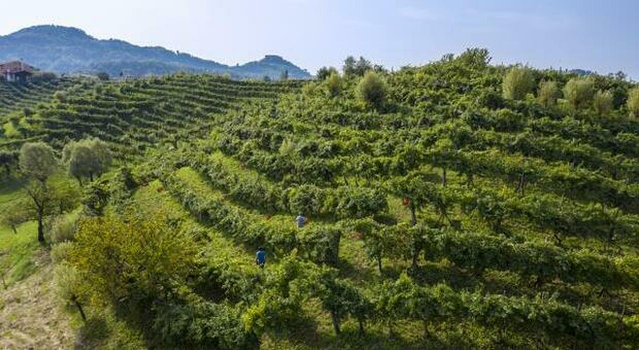vendemmia anticipata a causa della siccit224 lappello dei consorzi per i vigneti del prosecco colline senzacqua ora un piano da Ilgazzettino.it vendemmia anticipata a causa della siccit224 lappello dei consorzi per i vigneti del prosecco colline senzacqua ora un piano