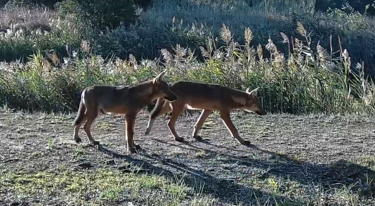 i lupi alle porte di roma crescono le colonie ecco dove si cibano anche di cinghiali che ormai sono in soprannumero da Ilmessaggero.it i lupi alle porte di roma crescono le colonie ecco dove si cibano anche di cinghiali che ormai sono in soprannumero