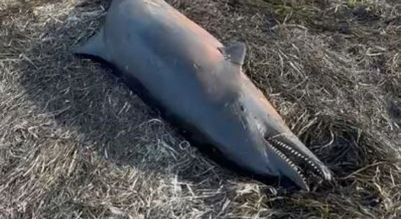Delfino morto trovato in laguna vicino Pellestrina, residenti temono si tratti di Mimmo-Nane