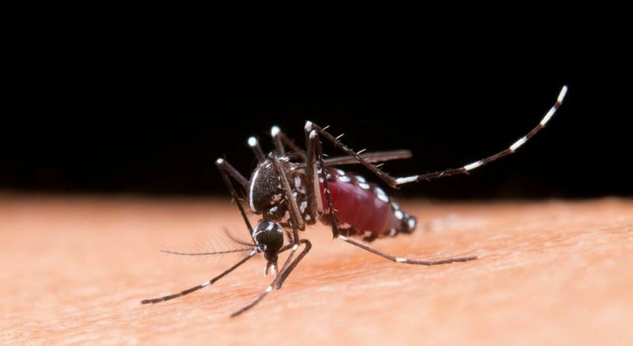 https://statics.cedscdn.it/photos/MED_HIGH/2026/08/28/9730164_28124009_febbre_dengue_cosa_e_sintomi_italia_zanzare.jpg