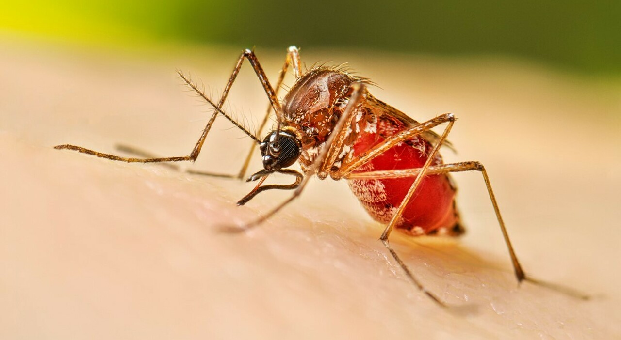 salento due casi di dengue scattano le misure di prevenzione da Quotidianodipuglia.it salento due casi di dengue scattano le misure di prevenzione