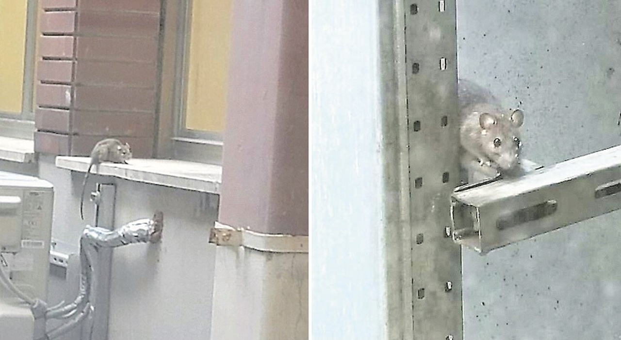 il vecchio salesi 232 uno zoo dopo le blatte spuntano i topi sui cornicioni di ginecologia situazione indecente da Corriereadriatico.it il vecchio salesi 232 uno zoo dopo le blatte spuntano i topi sui cornicioni di ginecologia situazione indecente