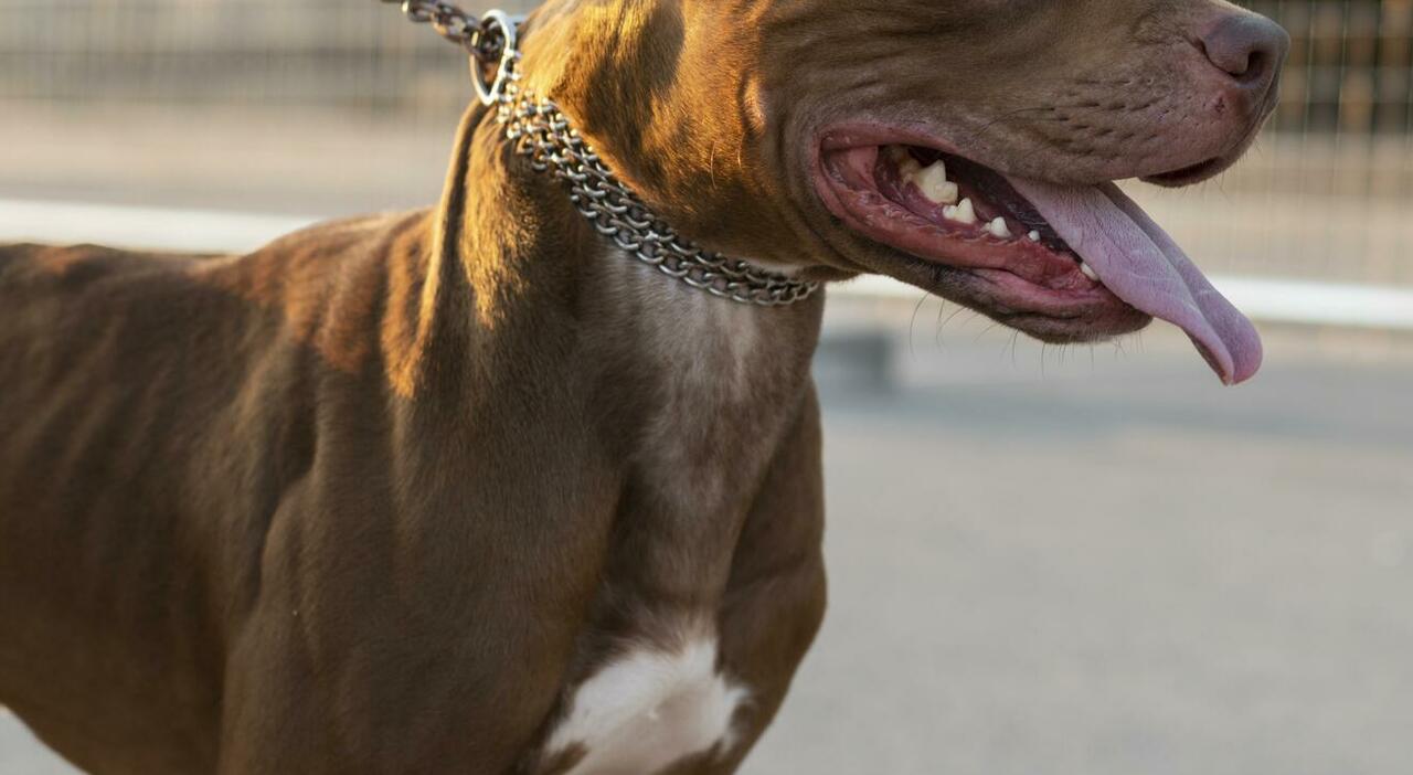 https://statics.cedscdn.it/photos/MED_HIGH/2026/08/31/9735173_31140425_portrait_adorable_pitbull_dog.jpg