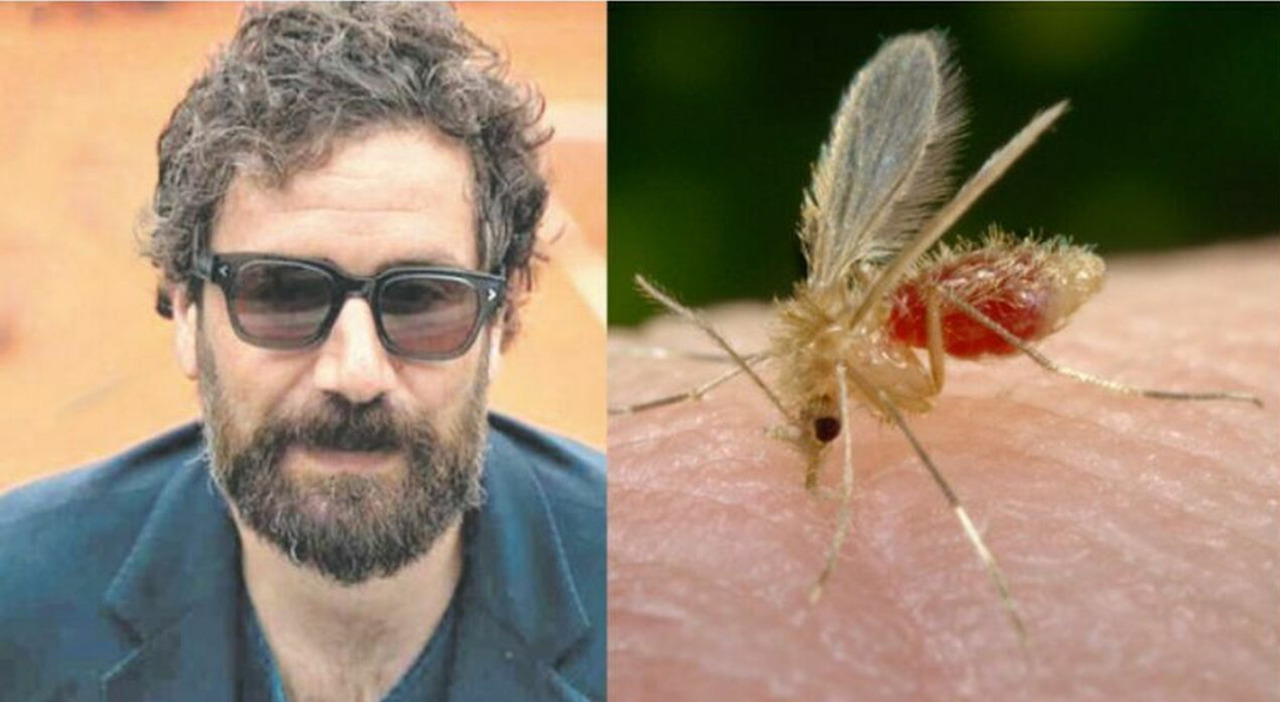 Toscana Virus Pregliasco Non Bisogna Sottovalutarlo Pu Provocare toscana-virus-pregliasco-non-bisogna-sottovalutarlo-pu-provocare