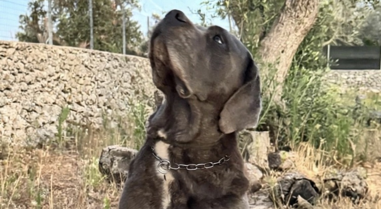 salento cane corso sbranato in villa a roca sospetto attacco di un lupo da Quotidianodipuglia.it salento cane corso sbranato in villa a roca sospetto attacco di un lupo
