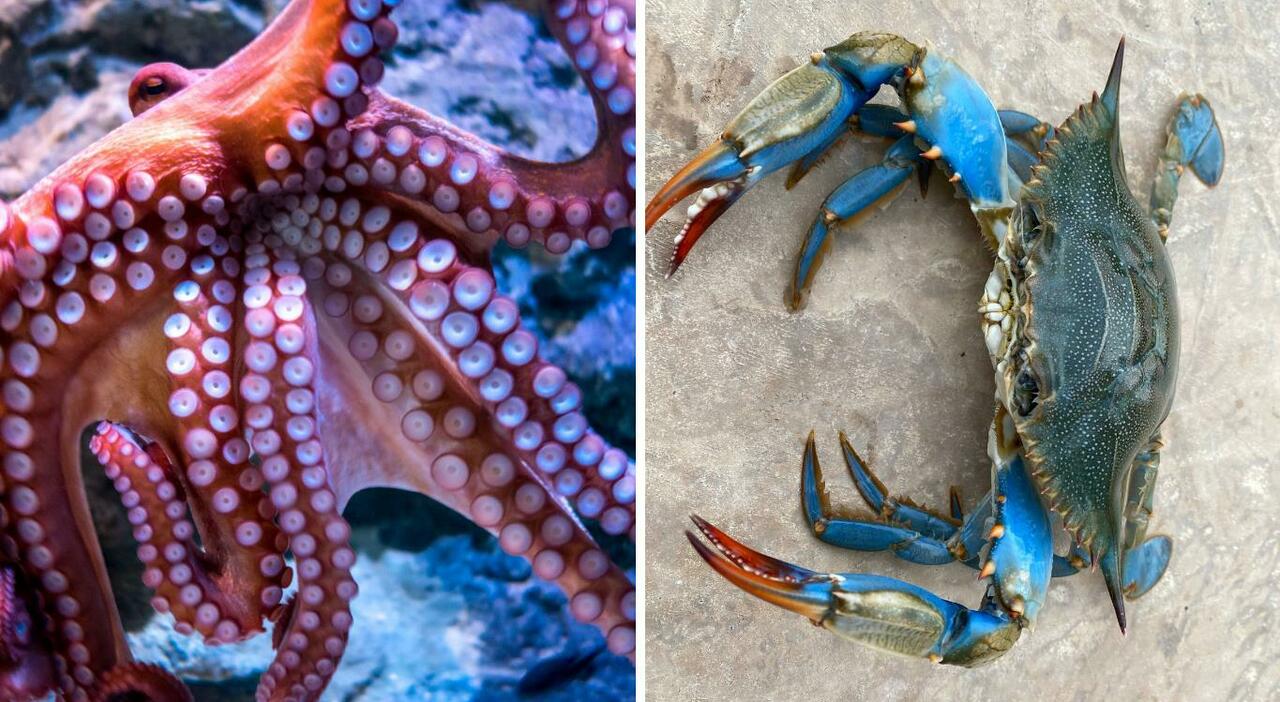 emergenza granchio blu mangialardi pd sfida la regione anche nelle marche si combatta con il polpo cuvier da Corriereadriatico.it emergenza granchio blu mangialardi pd sfida la regione anche nelle marche si combatta con il polpo cuvier