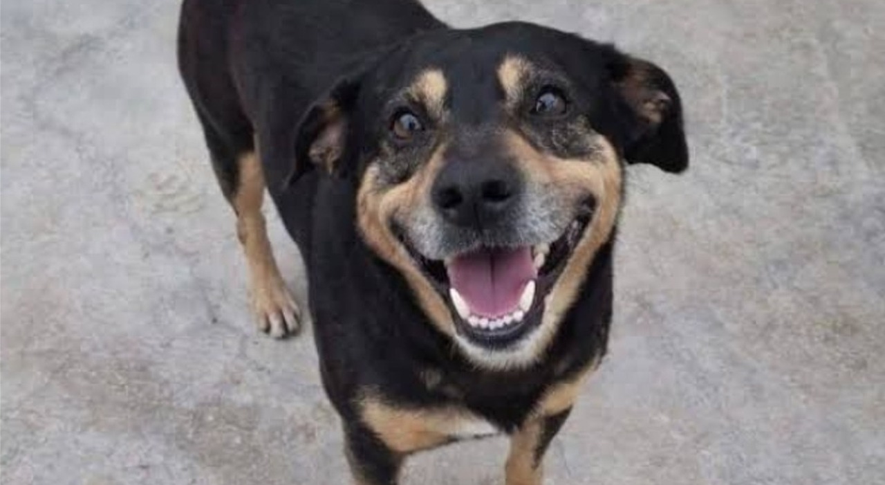 insegu236 lambulanza del suo proprietario il cane diego abbandonato anche dai nuovi padroni da Ilmattino.it insegu236 lambulanza del suo proprietario il cane diego abbandonato anche dai nuovi padroni