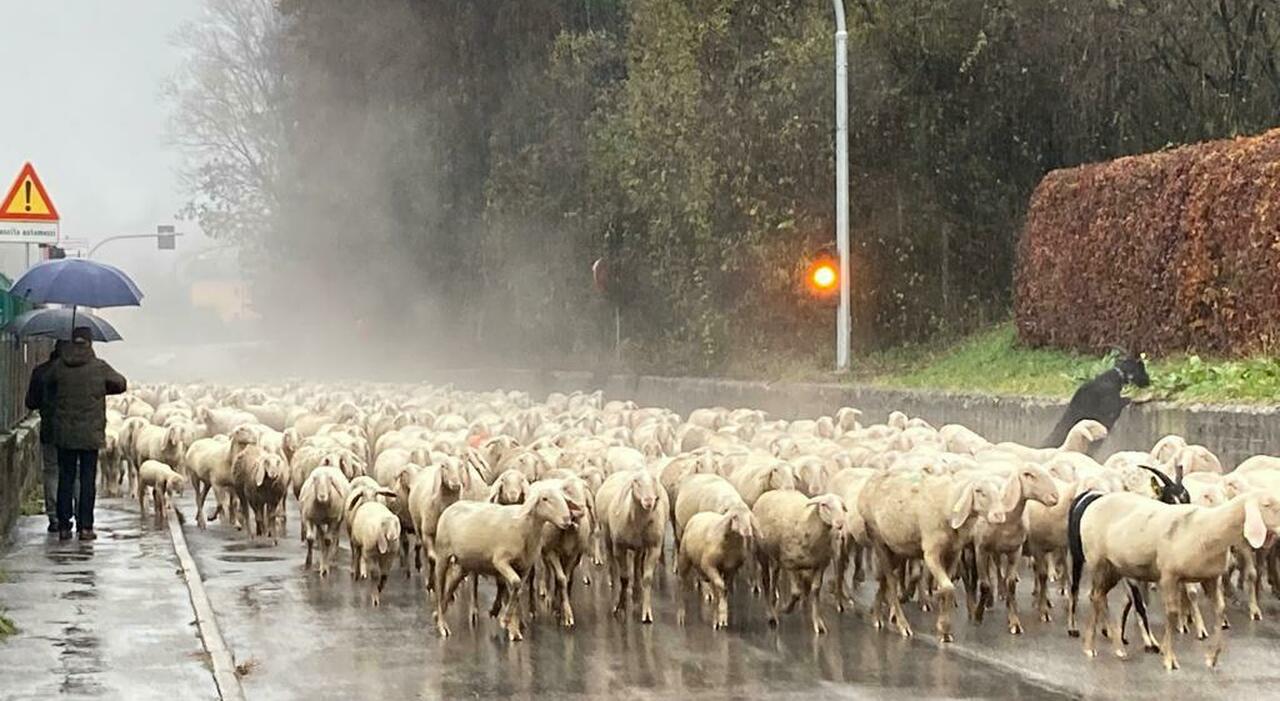 Allevatori veneti protestano contro il bolo ruminale, un sistema di tracciabilità che causa morte e soffocamento negli animali