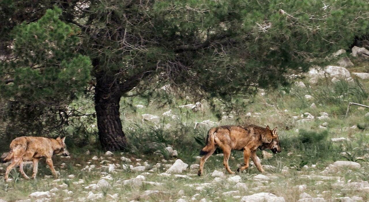 emergenza lupo ancora divieti le regole vanno rispettate da Quotidianodipuglia.it emergenza lupo ancora divieti le regole vanno rispettate