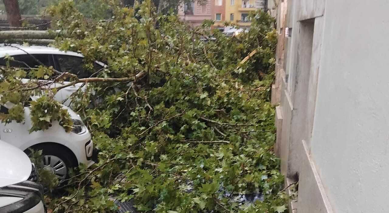 bomba d acqua a roma temporali e vento crolla un albero in piazza dante da Ilmessaggero.it bomba d acqua a roma temporali e vento crolla un albero in piazza dante