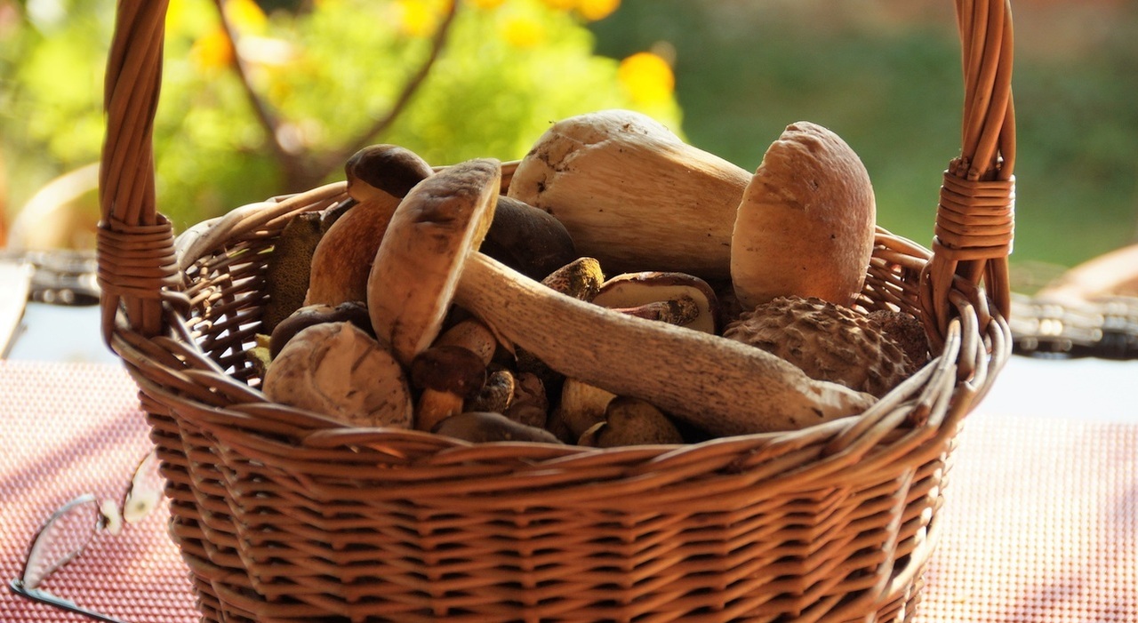 https://statics.cedscdn.it/photos/MED_HIGH/2026/09/12/9759455_12164707_funghi_multa_svizzera_a_italiani_frontiera.jpg
