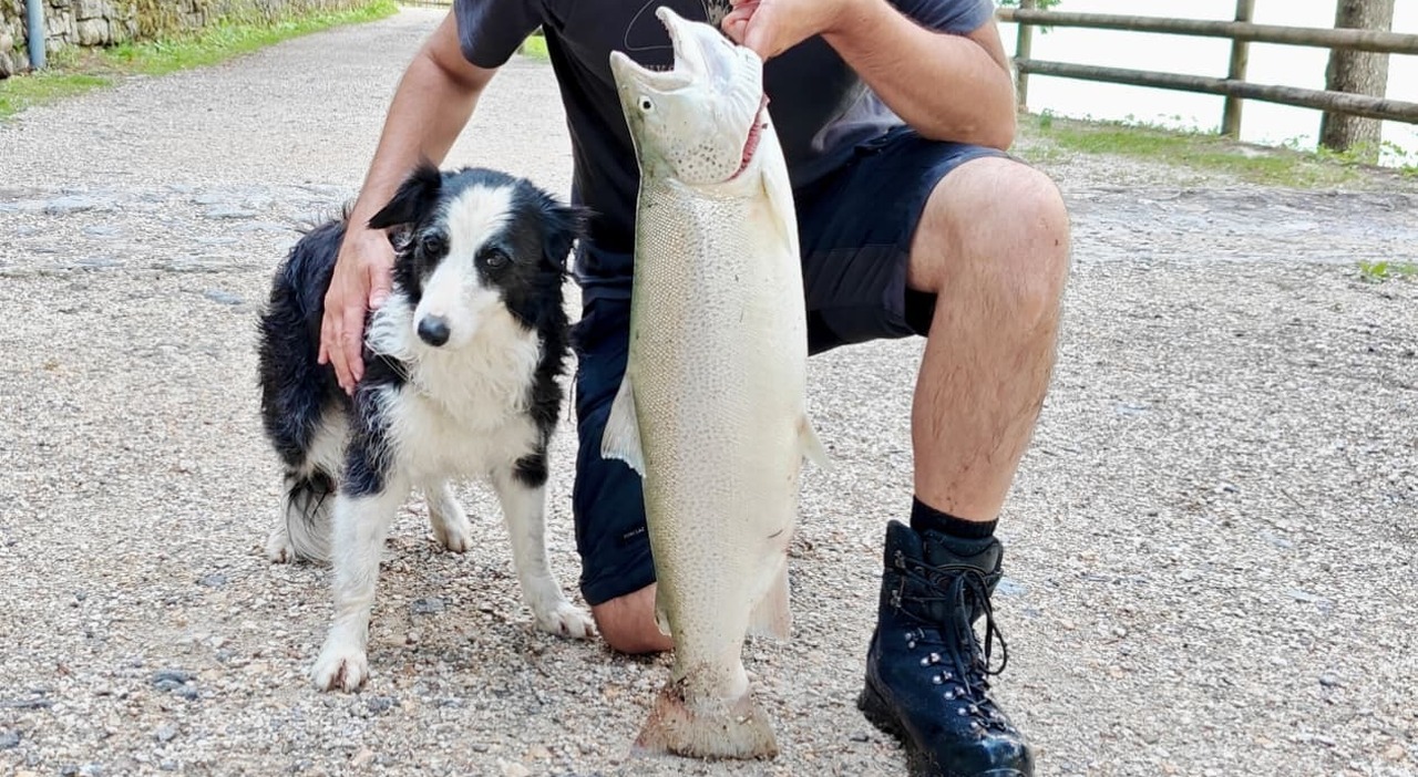 https://statics.cedscdn.it/photos/MED_HIGH/2026/09/12/9759613_12124355_trota_lacustre_enorme_pescata_lago_santa_caterina_dimensioni_auronzo.jpg