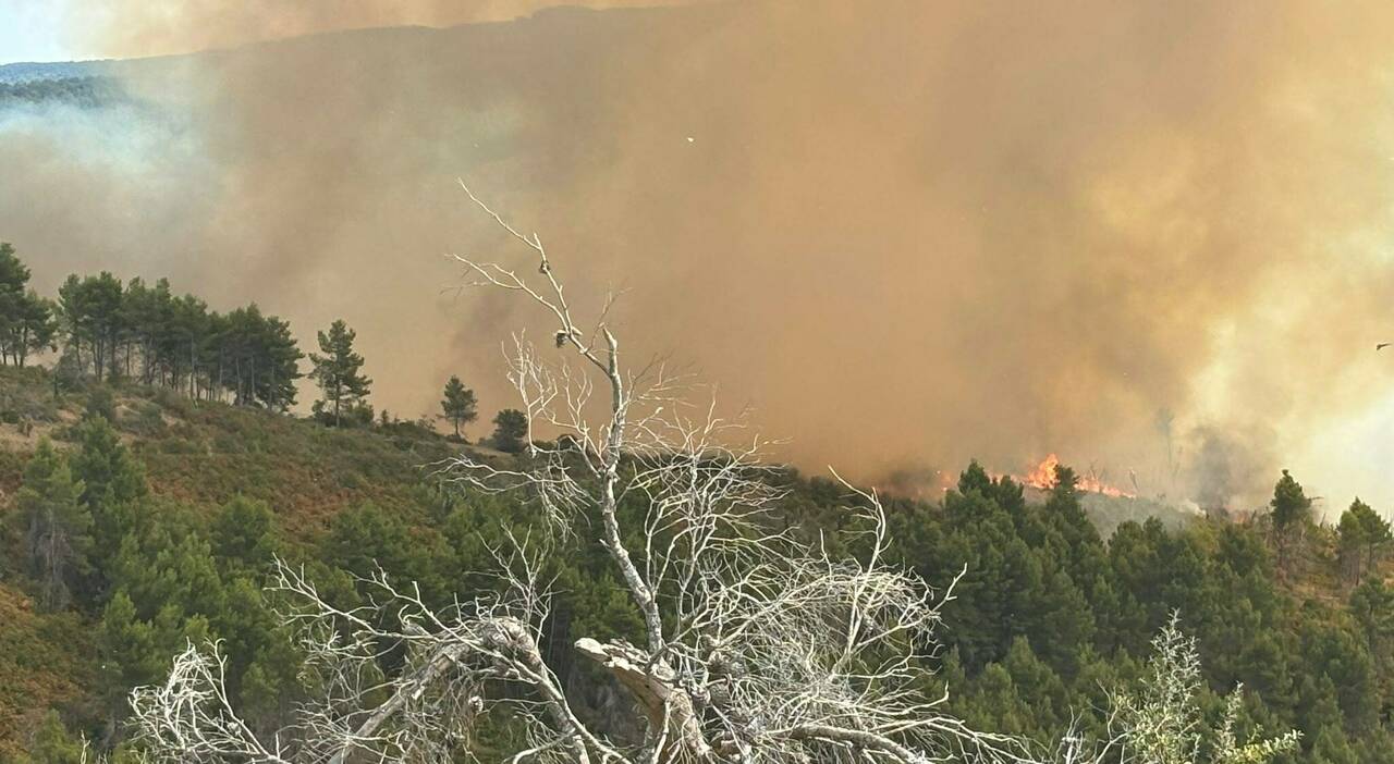 arrestato piromane accusato di diversi incendi era un volontario della protezione civile da Quotidianodipuglia.it arrestato piromane accusato di diversi incendi era un volontario della protezione civile