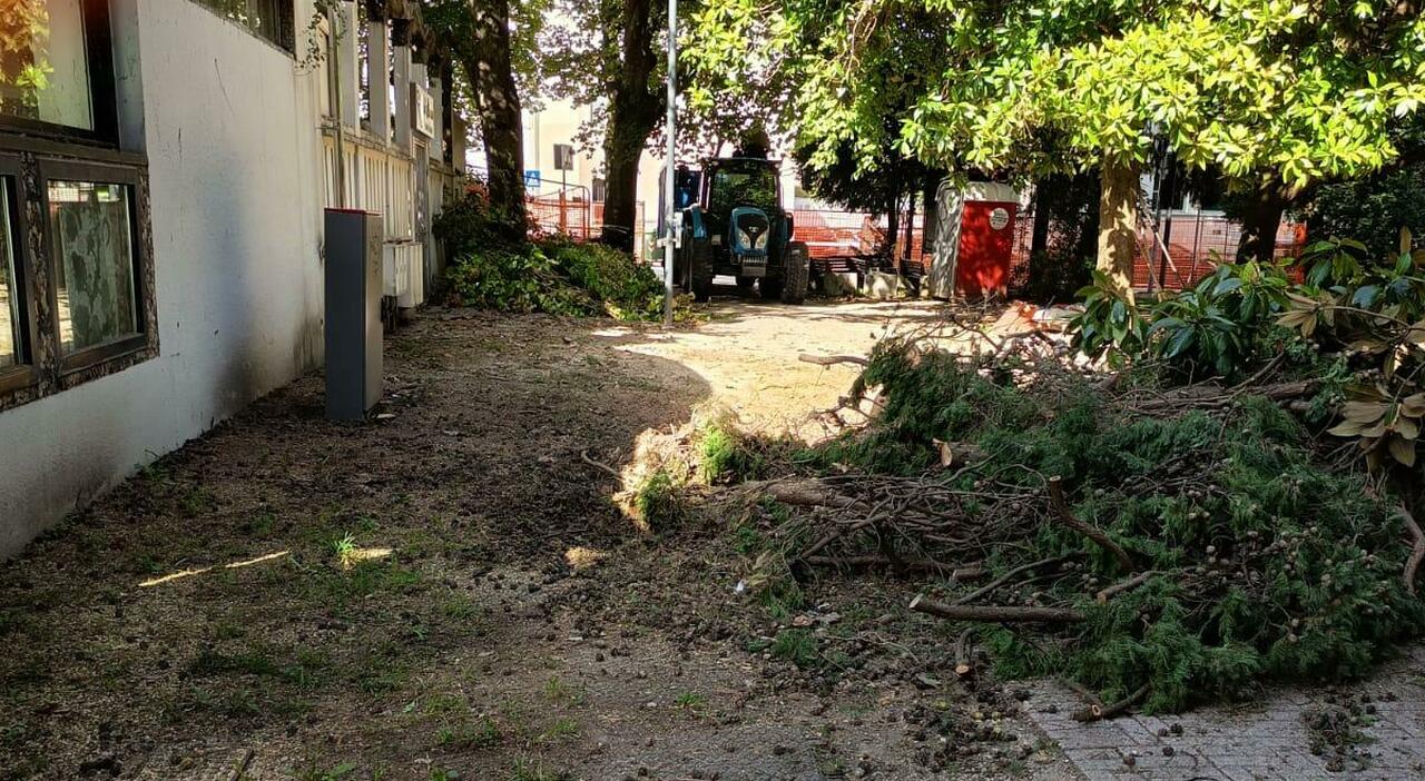 due maxi cipressi abbattuti nel giardinetto residenti furiosi non si toccano gli alberi secolari da Ilgazzettino.it due maxi cipressi abbattuti nel giardinetto residenti furiosi non si toccano gli alberi secolari