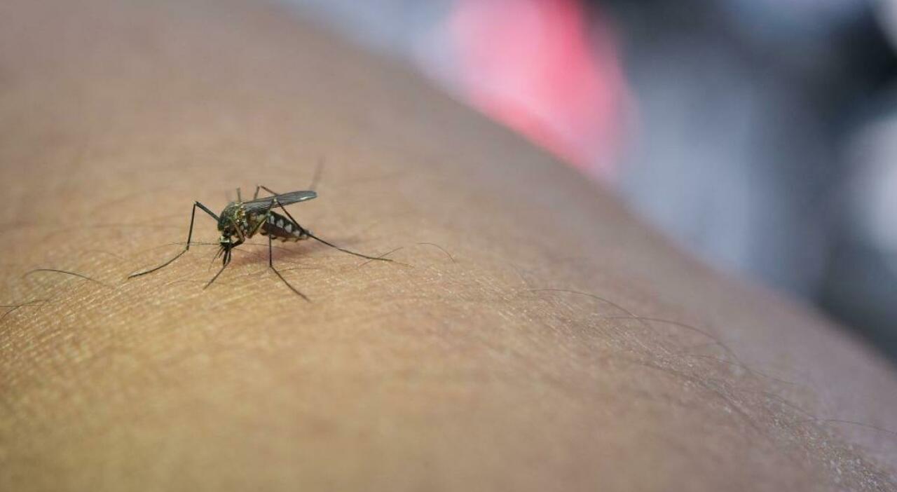 paura per la febbre west nile allarme zanzare sono gi224 cinque i casi in provincia di brindisi da Quotidianodipuglia.it paura per la febbre west nile allarme zanzare sono gi224 cinque i casi in provincia di brindisi