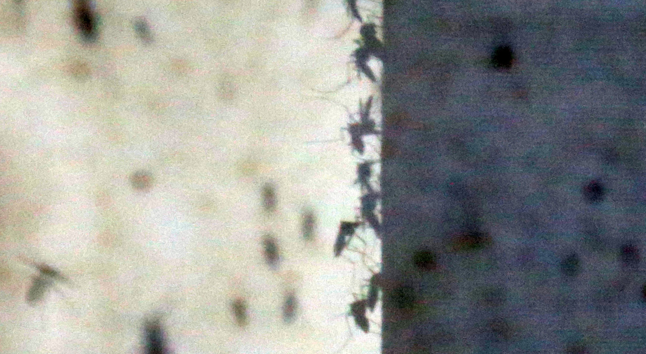 https://statics.cedscdn.it/photos/MED_HIGH/2026/09/15/9764607_15133242_west_nile_morti_casi_nuovi_sardegna_friuli_puglia_veneto_oggi.jpg