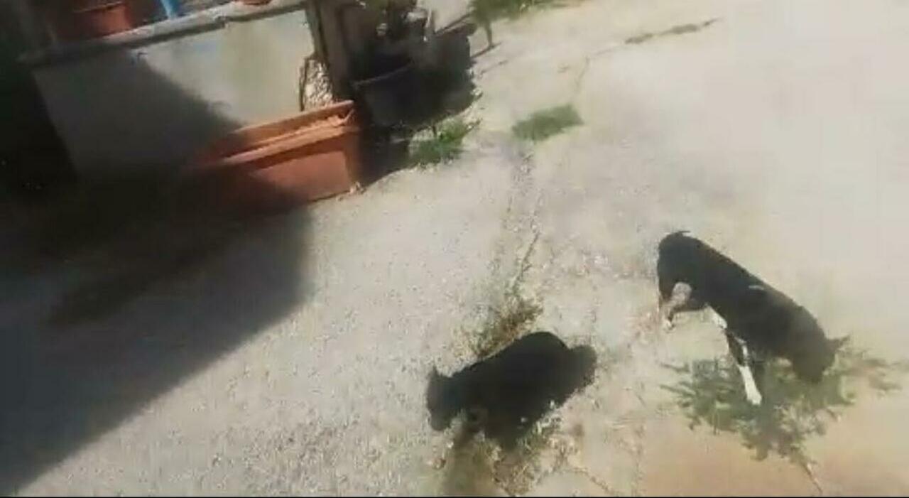 fortuna i tre fratellini vanno in casa famiglia il padre un altro choc da Ilmattino.it fortuna i tre fratellini vanno in casa famiglia il padre un altro choc