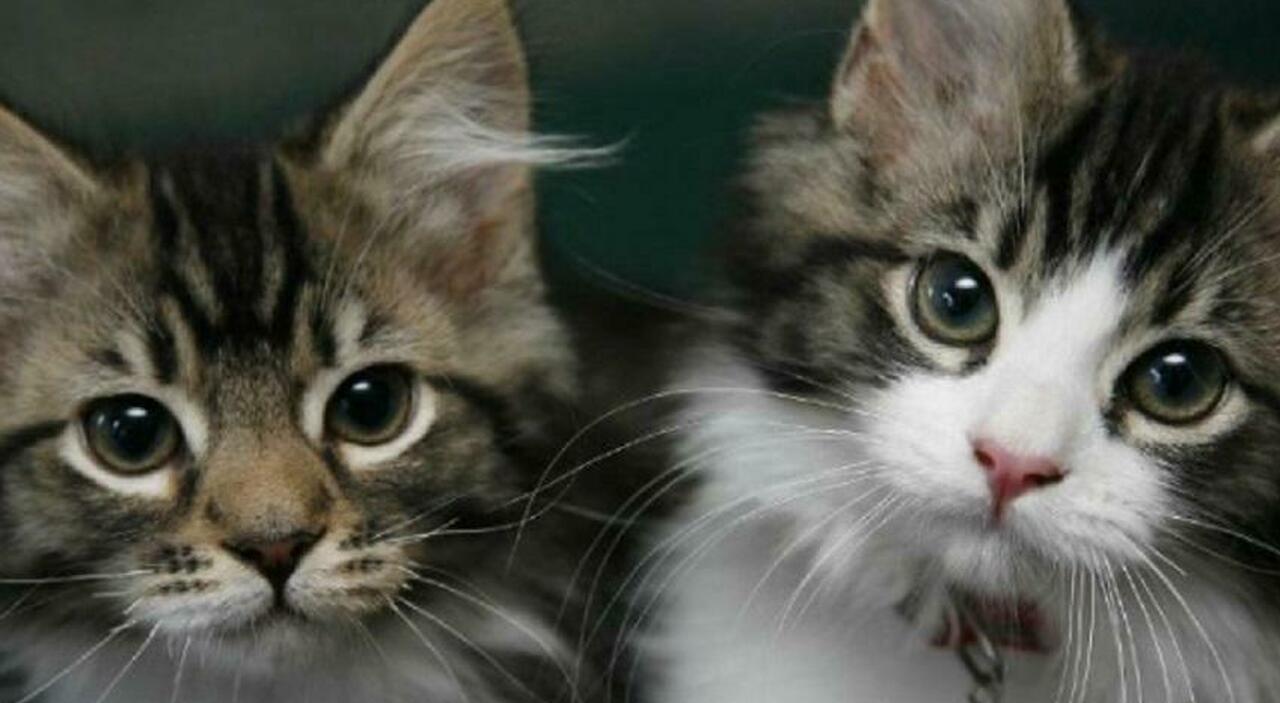 gatti spariti nel nulla continua l angoscia in paese e spunta l ipotesi di un serial killer il caso diventa nazionale da Ilgazzettino.it gatti spariti nel nulla continua l angoscia in paese e spunta l ipotesi di un serial killer il caso diventa nazionale