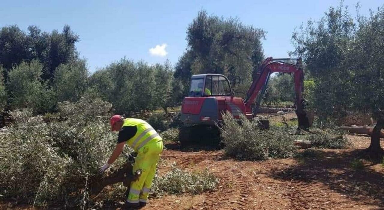 xylella arriva il bando da 30 milioni sprint per la rinascita degli uliveti da Quotidianodipuglia.it xylella arriva il bando da 30 milioni sprint per la rinascita degli uliveti
