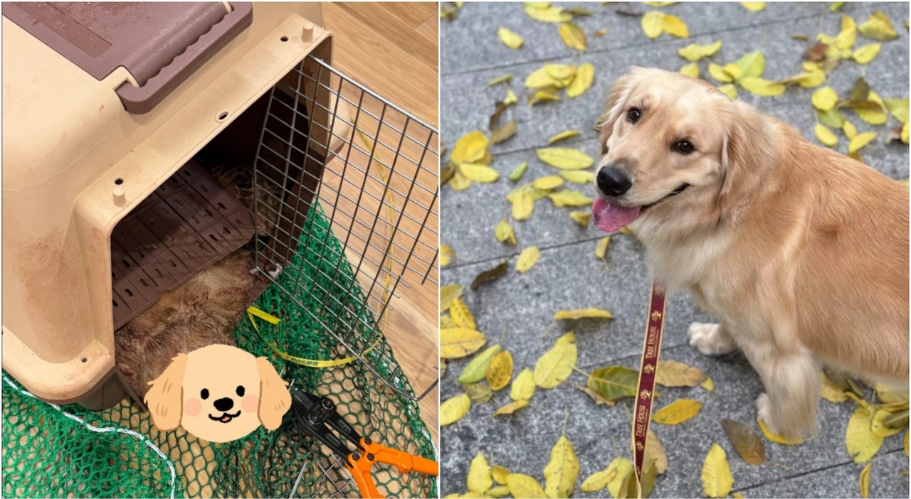 Cane muore nella stiva durante il volo