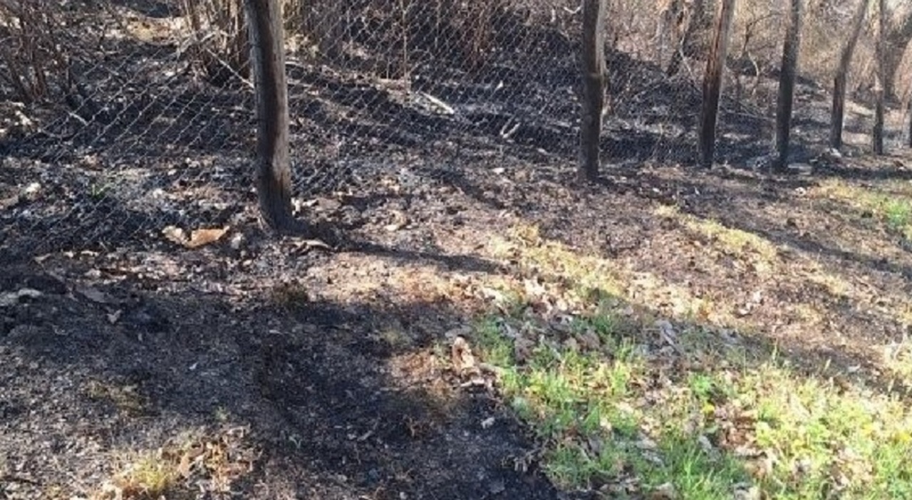 Incendi distruggono ulivi, boschi e arbusti in Sabina