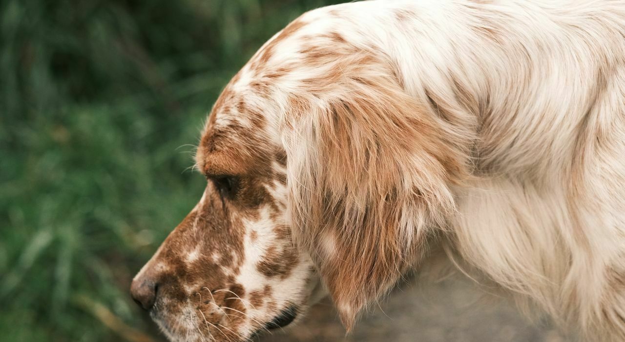 https://statics.cedscdn.it/photos/MED_HIGH/2026/09/25/9785800_25194432_pexels_sami_aksu_48867324_10936535.jpg