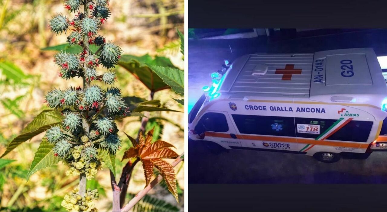 ancona pensa siano fave ma ingerisce velenosi semi di ricino ragazzino intossicato corsa in ospedale da Corriereadriatico.it ancona pensa siano fave ma ingerisce velenosi semi di ricino ragazzino intossicato corsa in ospedale