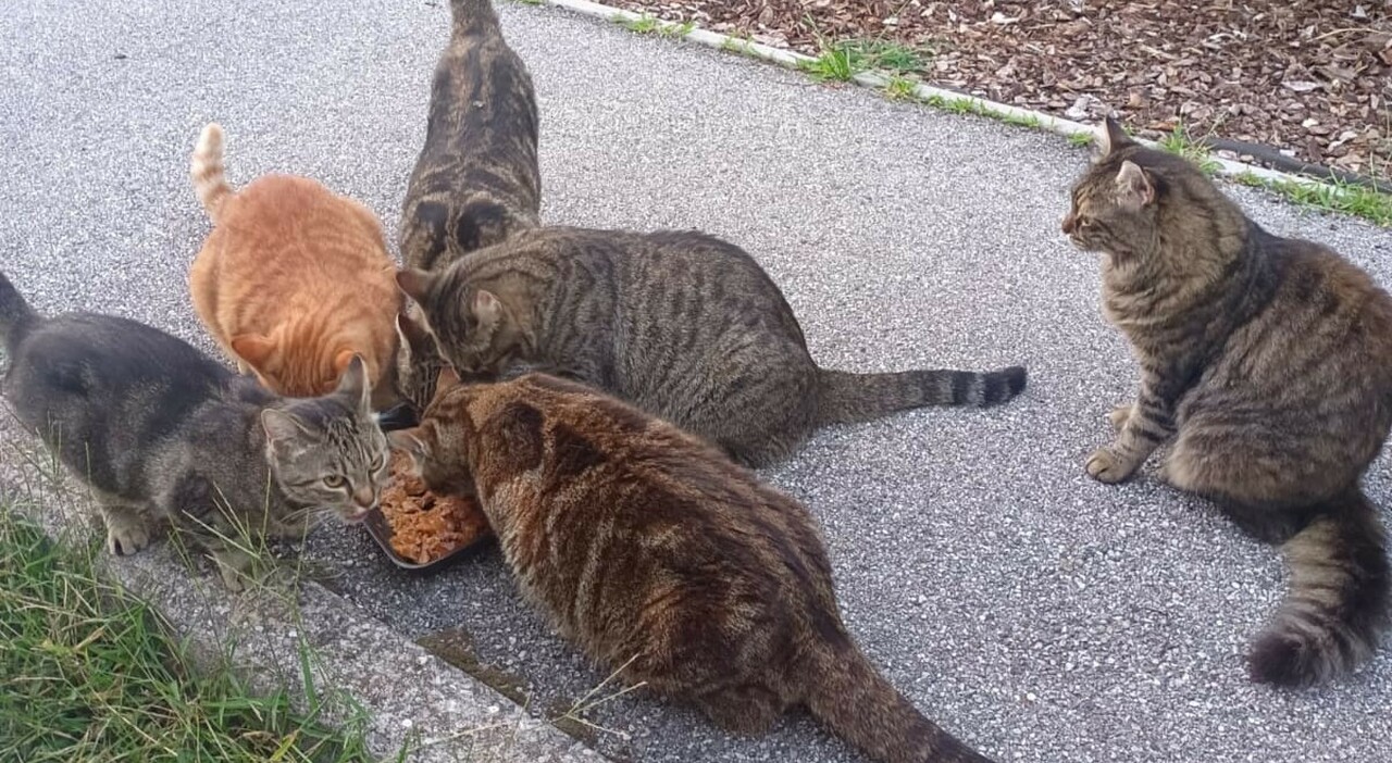 minacce a chi d224 cibo ai gatti a pordenone trovato un riccio sventrato e veleno nelle ciotole della colonia felina di via bellasio da Ilgazzettino.it minacce a chi d224 cibo ai gatti a pordenone trovato un riccio sventrato e veleno nelle ciotole della colonia felina di via bellasio