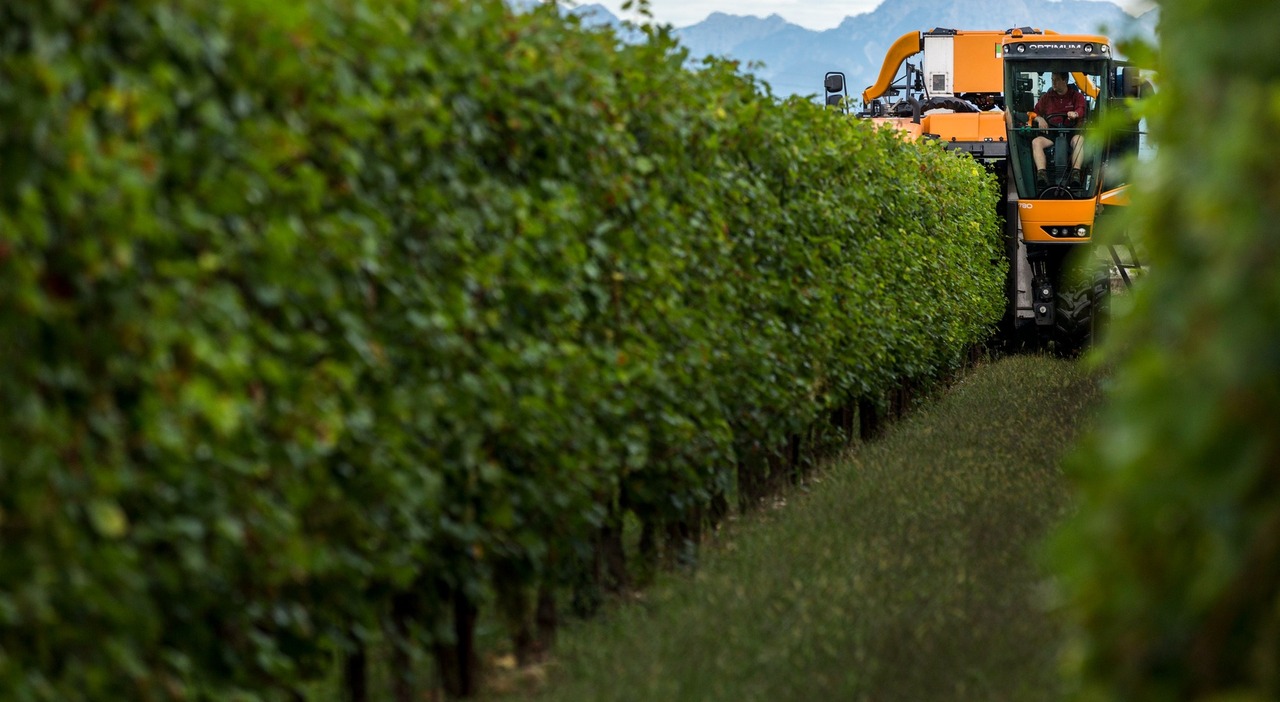 vendemmia anticipata per il caldo estremo usata anche la crema solare per proteggere l uva crea uno strato sui grappoli da Ilgazzettino.it vendemmia anticipata per il caldo estremo usata anche la crema solare per proteggere l uva crea uno strato sui grappoli