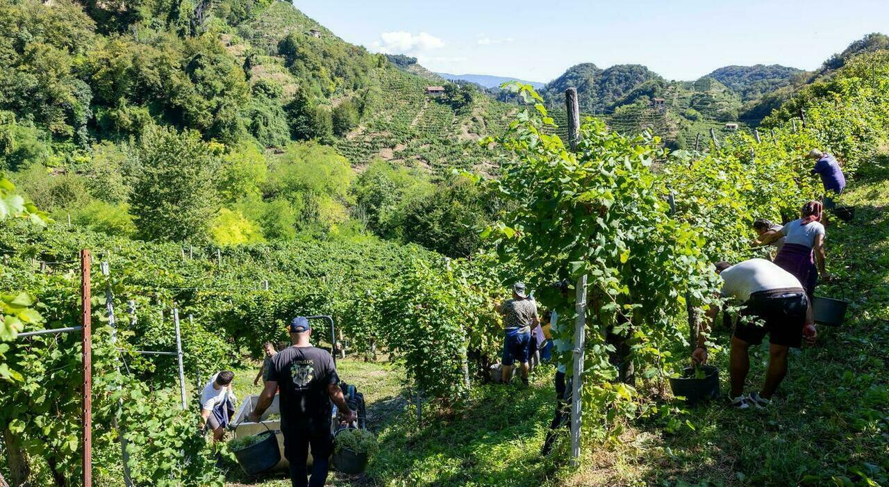 https://statics.cedscdn.it/photos/MED_HIGH/2026/09/30/9795253_30145613_vendemmia_caldo_uva_crema_solare.jpg