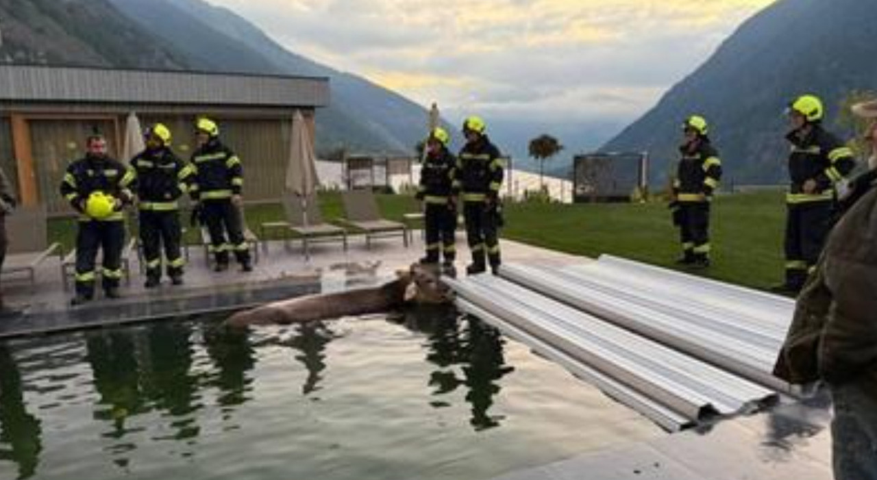 https://statics.cedscdn.it/photos/MED_HIGH/2026/09/30/9795752_30131139_mucca_piscina_welness.jpg