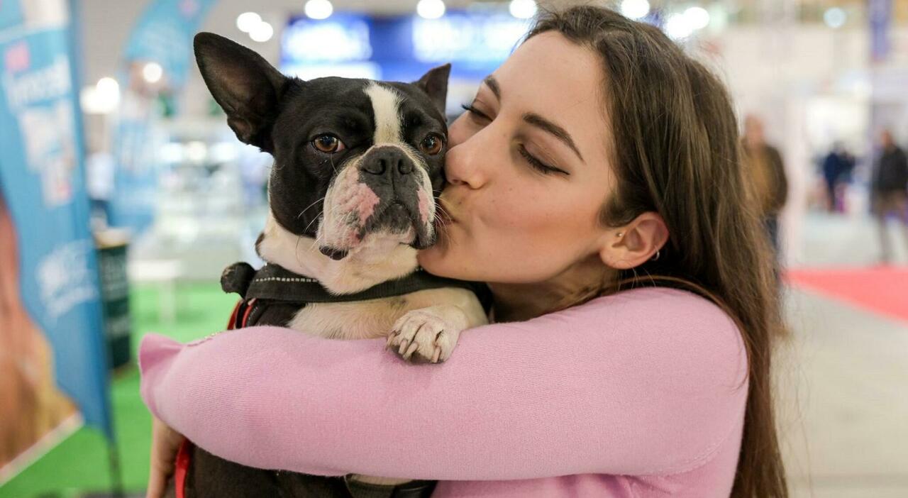 animali domestici seppelliti insieme ai loro padroni nei cimiteri veneziani ora si pu242 l ok vale anche per roditori pesci uccelli e rettili fanno parte della famiglia da Ilgazzettino.it animali domestici seppelliti insieme ai loro padroni nei cimiteri veneziani ora si pu242 l ok vale anche per roditori pesci uccelli e rettili fanno parte della famiglia
