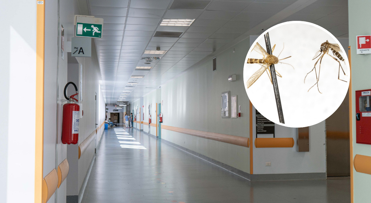 https://statics.cedscdn.it/photos/MED_HIGH/2026/10/02/9799629_02120741_febbre_nilo_crescono_forme_neuroinvasive_casi_decessi_virus_circolazione_dati_iss_oggi.jpg
