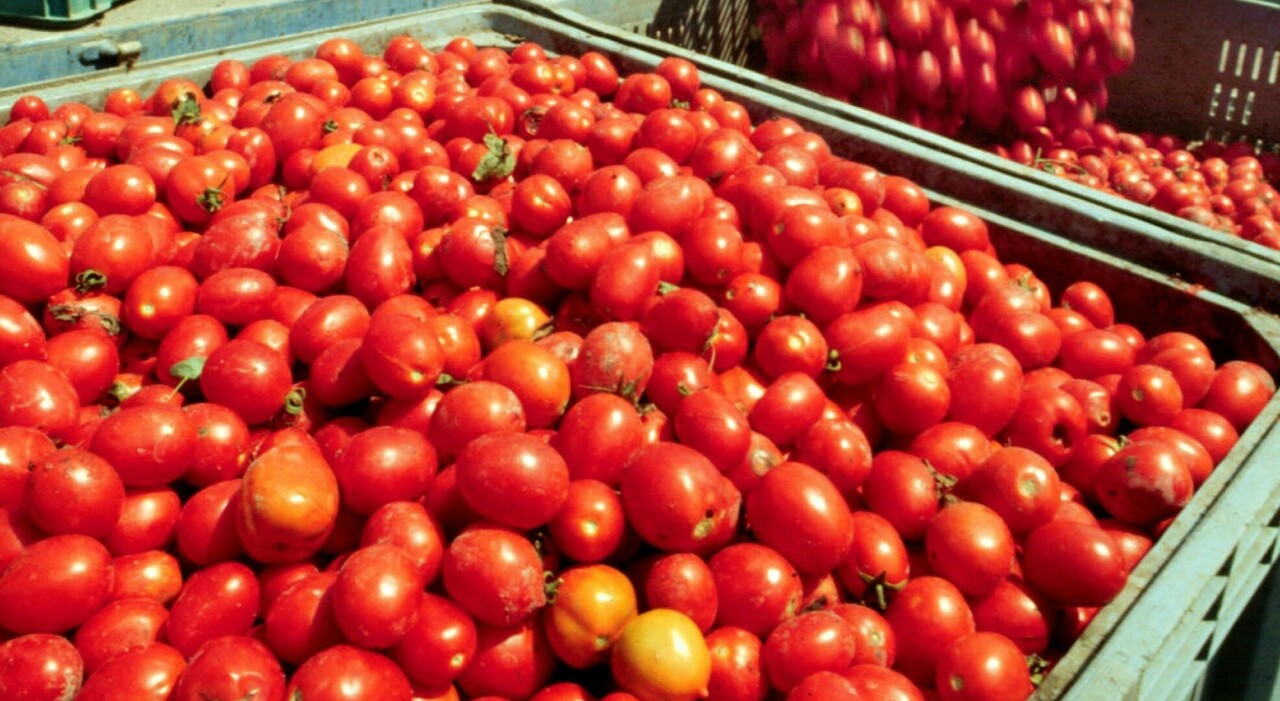 salmonella nei pomodori freschi la puglia blocca le somministrazioni nelle mense e ospedali da Quotidianodipuglia.it salmonella nei pomodori freschi la puglia blocca le somministrazioni nelle mense e ospedali